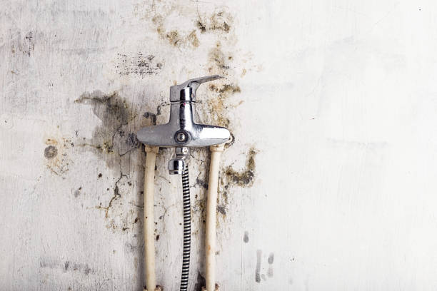 Best Professional Mold Removal  in Grant Valkaria, FL