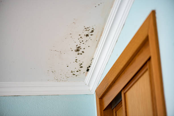 Best Certified Mold Removal  in Grant Valkaria, FL