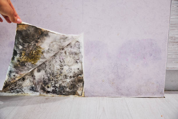 Best Mold Cleaning Services  in Grant Valkaria, FL